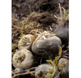 Black Maca Powder