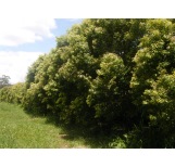 Fresh Organic Aniseed Myrtle Leaf