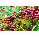Nicaragua (City+) [ORGANIC]